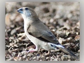 صور من ابداع اعضاء عمان فوتو