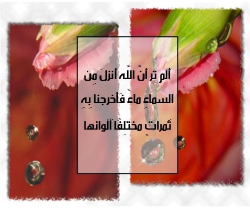 عبارات اسلامية