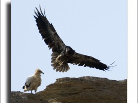 صور من ابداع اعضاء عمان فوتو