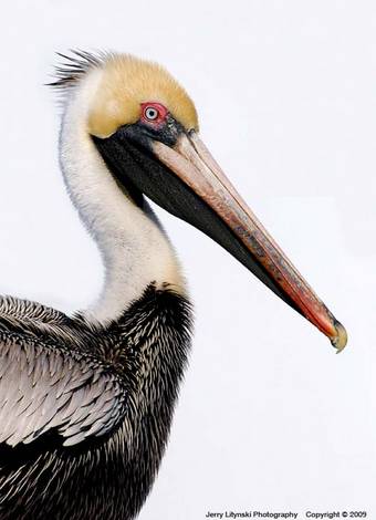 صور منوعة من الإنترنت
