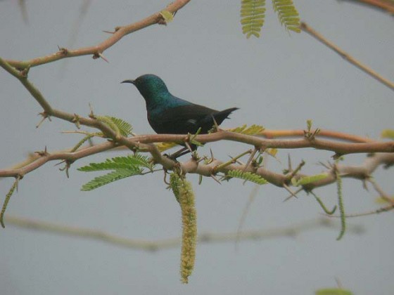 عصفورة زعلانة!!!