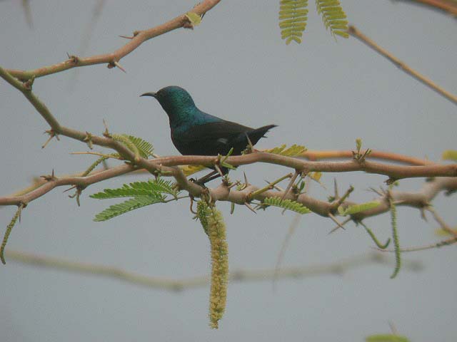 عصفورة زعلانة!!!