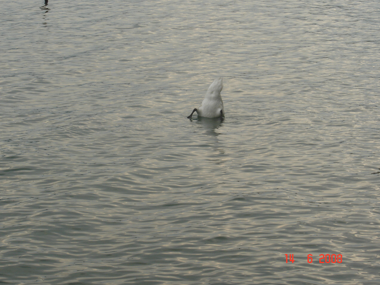 زيارة لطبيعة سويسرا زيورخ