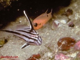 fish599_1_