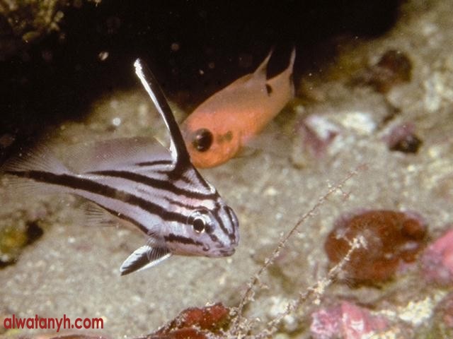 fish599_1_
