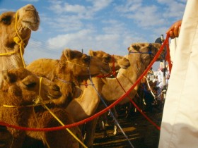 صور من ابداع اعضاء عمان فوتو