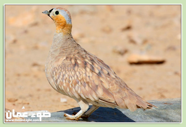 صور من ابداع اعضاء عمان فوتو