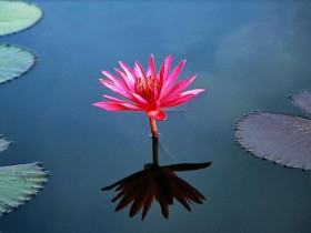 Lotus-Flower