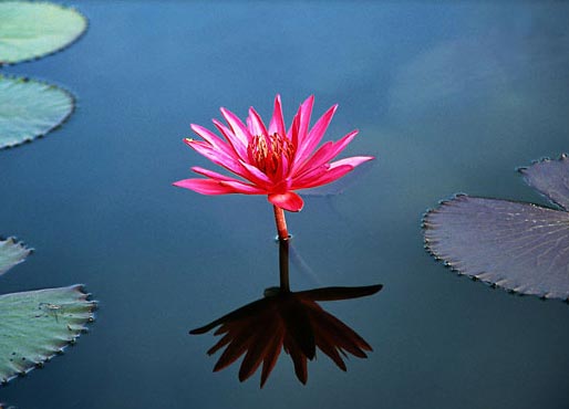 Lotus-Flower