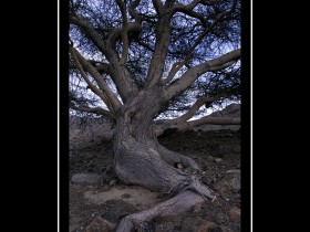 صور من ابداع اعضاء عمان فوتو