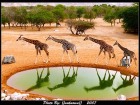 صور من ابداع اعضاء عمان فوتو