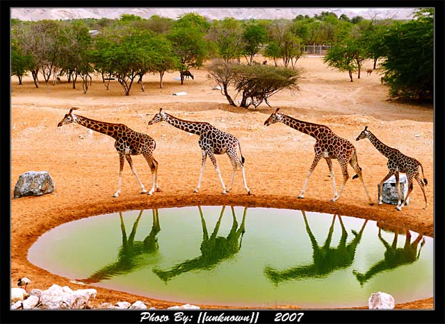 صور من ابداع اعضاء عمان فوتو