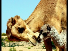 صور من ابداع اعضاء عمان فوتو