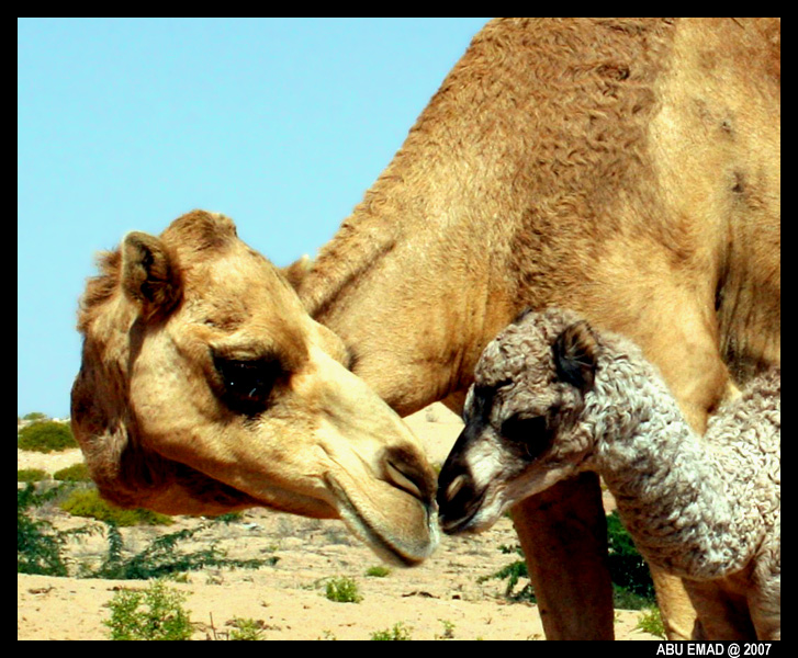 صور من ابداع اعضاء عمان فوتو
