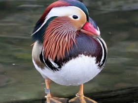 صور منوعة من الإنترنت