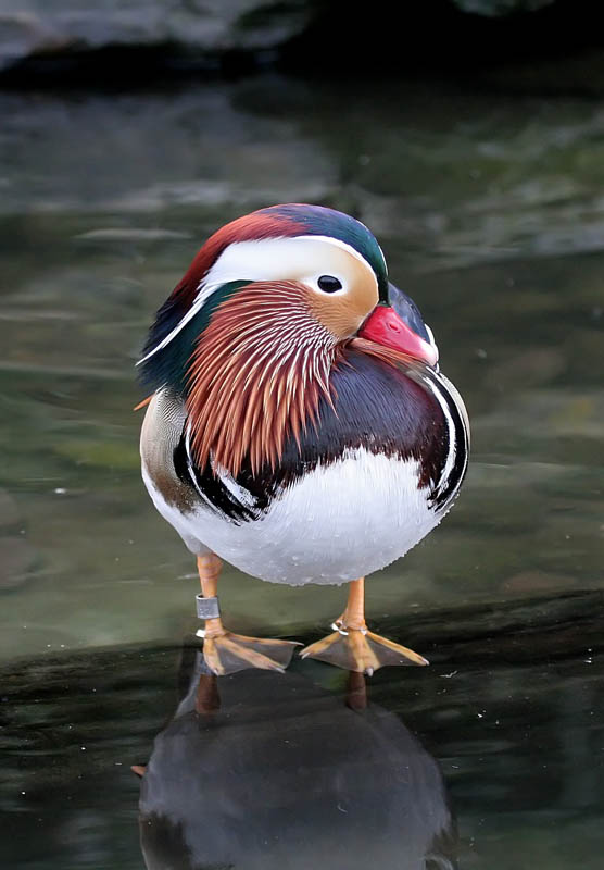 صور منوعة من الإنترنت