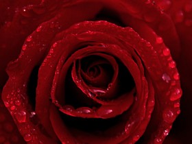 rose_by_RobinKater