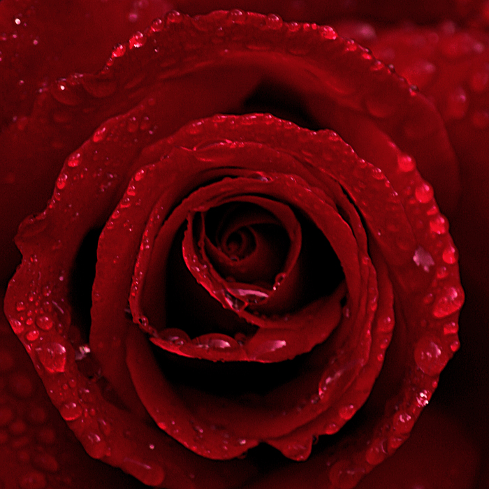 rose_by_RobinKater