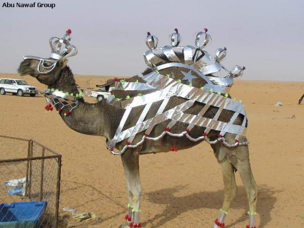 camel1