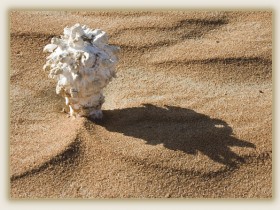 صور من ابداع اعضاء عمان فوتو