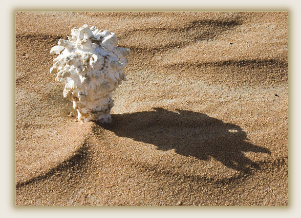 صور من ابداع اعضاء عمان فوتو