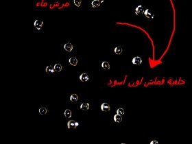 صور من ابداع اعضاء عمان فوتو