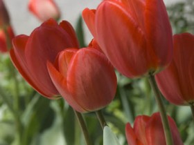 صور من ابداع اعضاء عمان فوتو