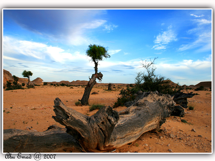 صور من ابداع اعضاء عمان فوتو