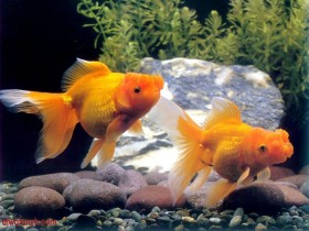 fish606_1_1