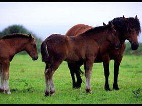 1590344-6b5737938f0a7edc_1_