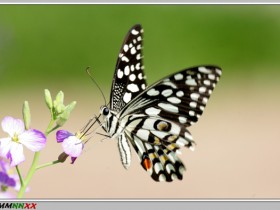 صور من ابداع اعضاء عمان فوتو