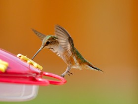 صور من ابداع اعضاء عمان فوتو