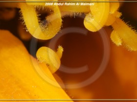 صور من ابداع اعضاء عمان فوتو