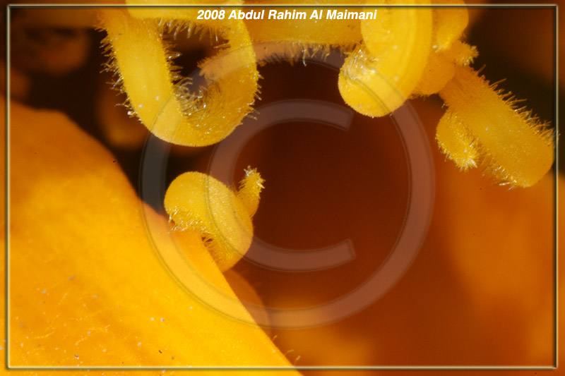 صور من ابداع اعضاء عمان فوتو