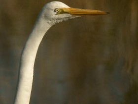 صور منوعة من الإنترنت