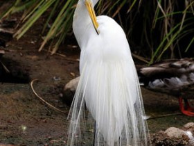 صور منوعة من الإنترنت