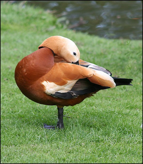 صور منوعة من الإنترنت