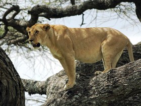 صور من ابداع اعضاء عمان فوتو