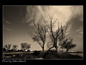 صور من ابداع اعضاء عمان فوتو