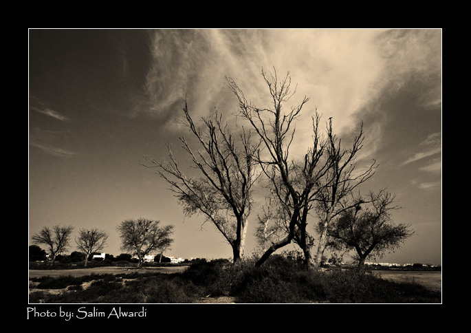 صور من ابداع اعضاء عمان فوتو
