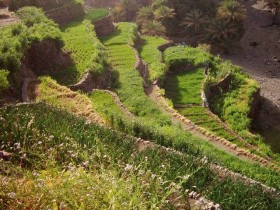 مدرجات الخد
