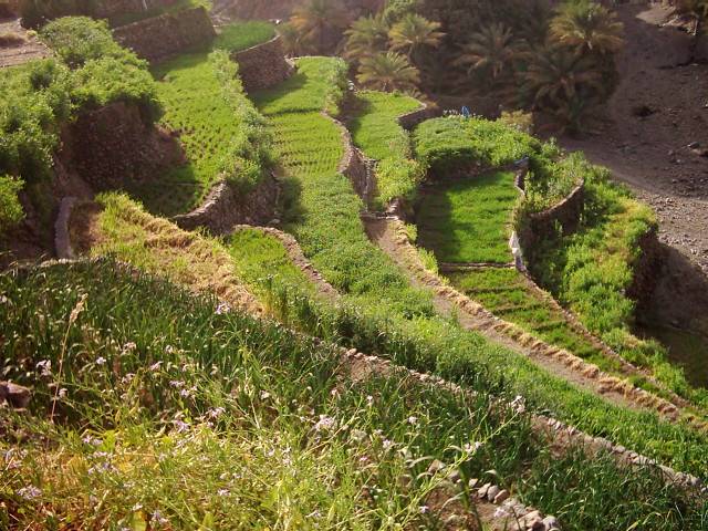 مدرجات الخد