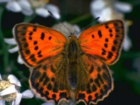 صور الطبيعه