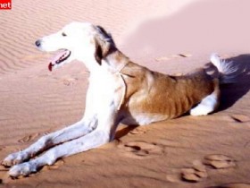 حيوانات