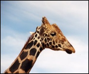 giraffe_1_