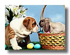tnAnimals103-sooar_org