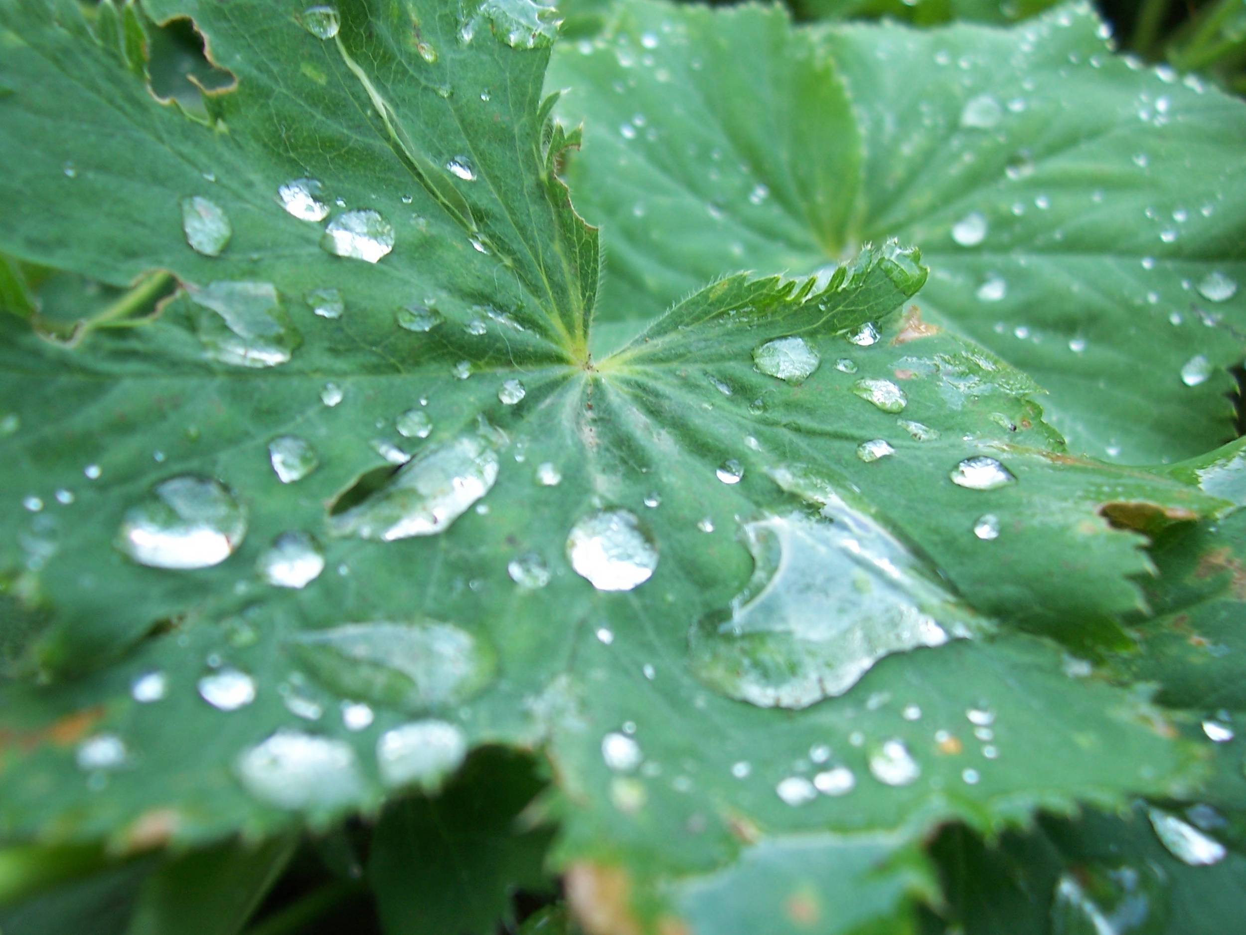 صور من ابداع اعضاء عمان فوتو