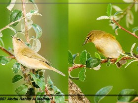 صور من ابداع اعضاء عمان فوتو