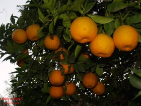 برتقال