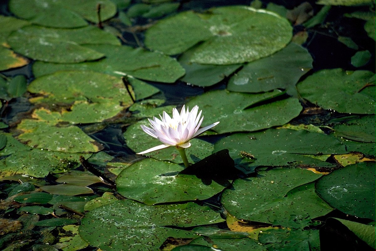 FL035